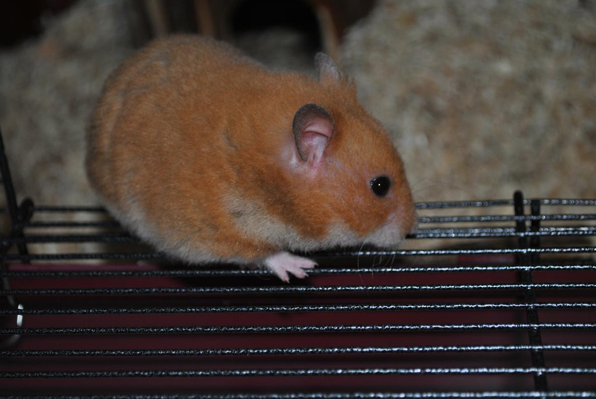 Hamster Sally billede 3