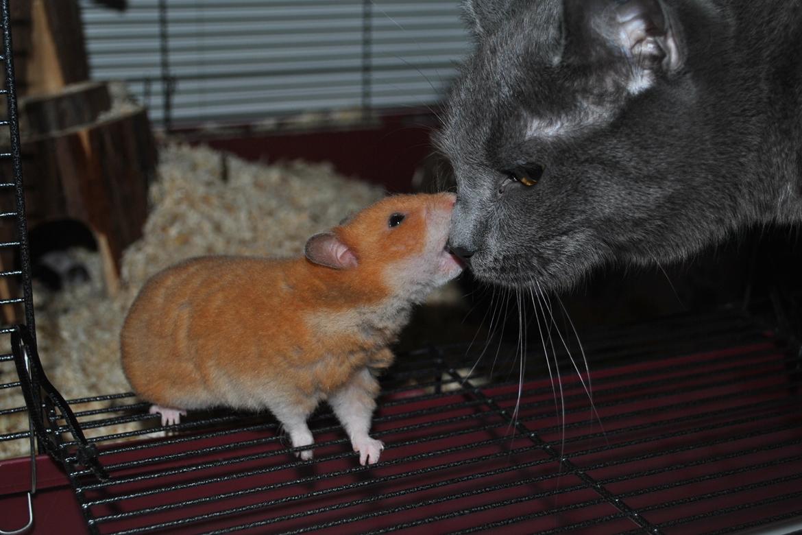 Hamster Sally billede 4