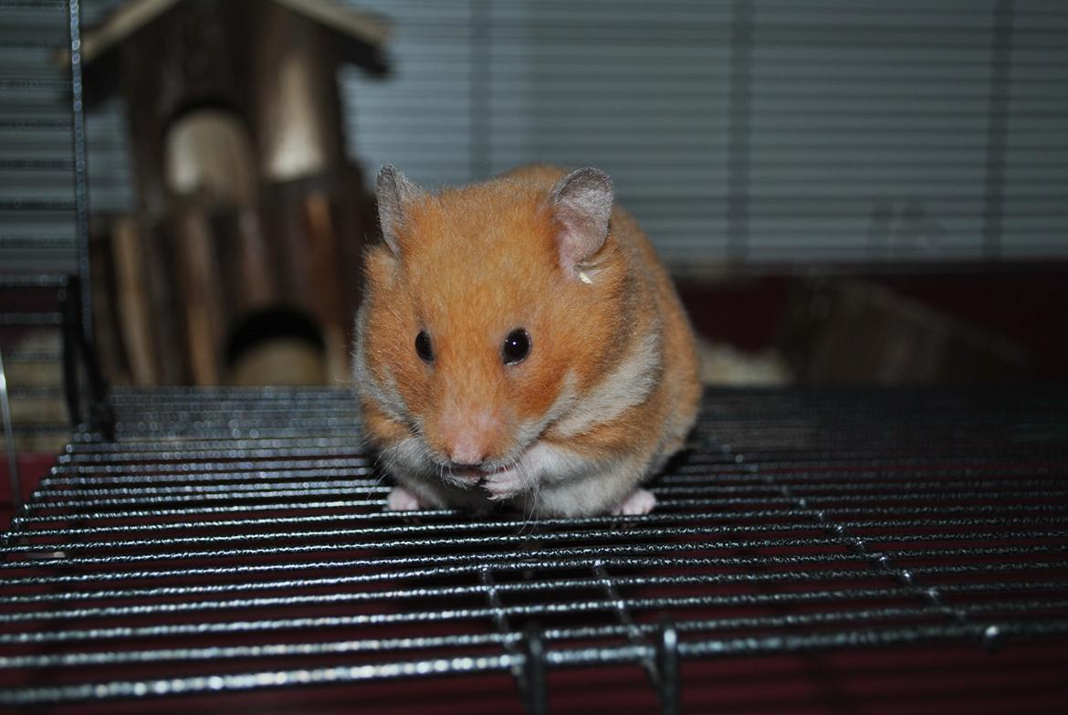 Hamster Sally billede 5