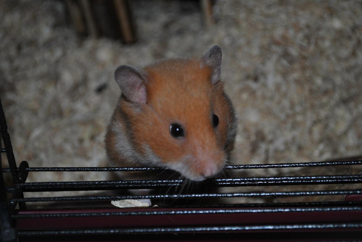 Hamster Sally billede 2