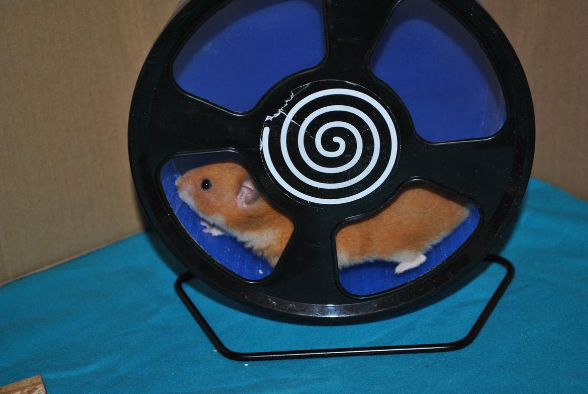 Hamster Sally billede 6