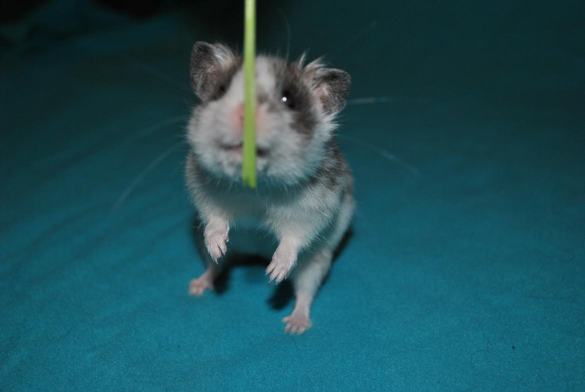Hamster Sylvester billede 1