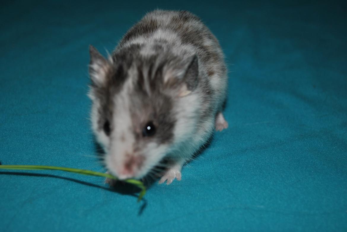 Hamster Sylvester billede 2