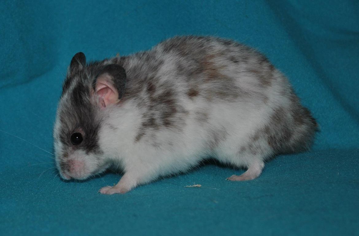 Hamster Sylvester billede 4