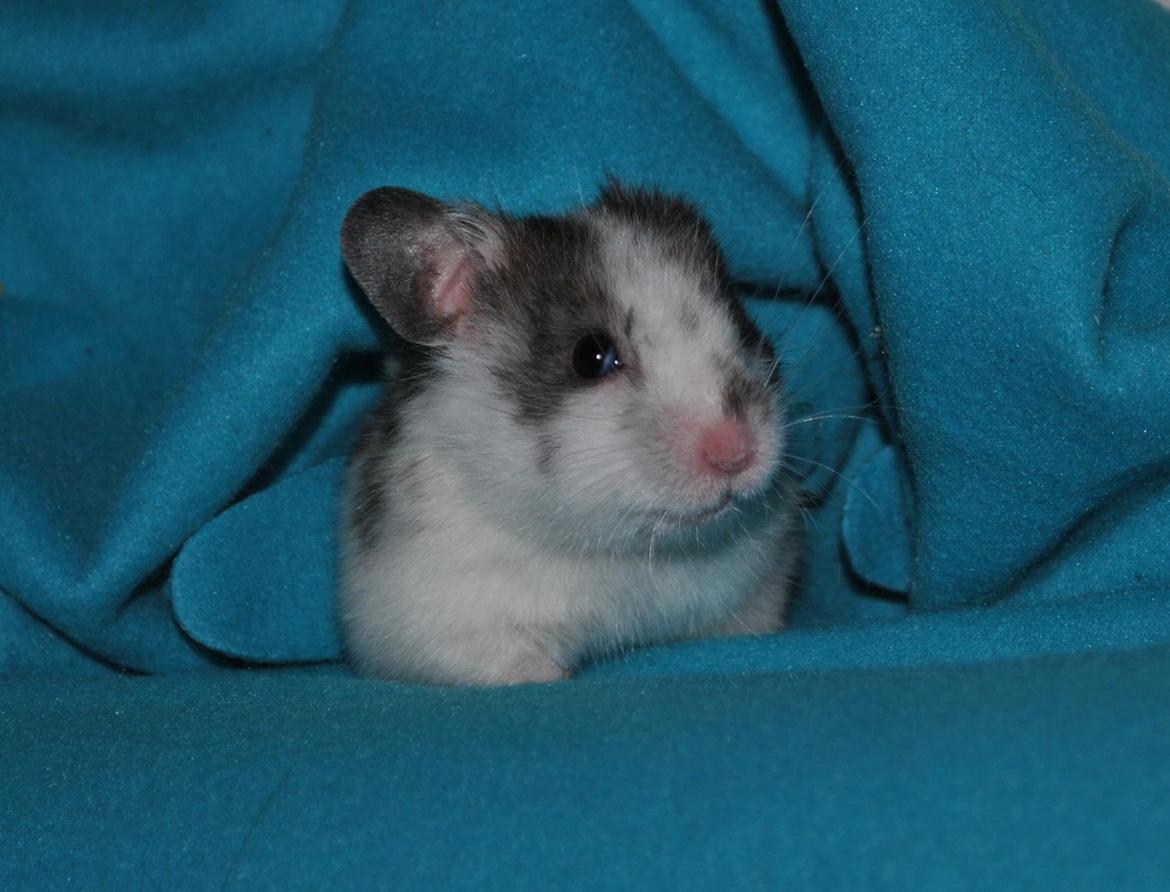 Hamster Sylvester billede 5