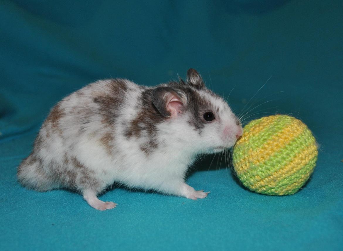 Hamster Sylvester billede 6