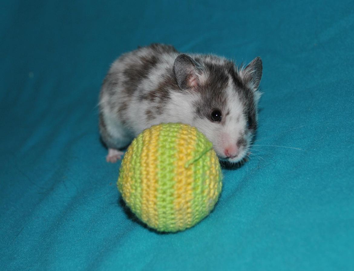 Hamster Sylvester billede 3