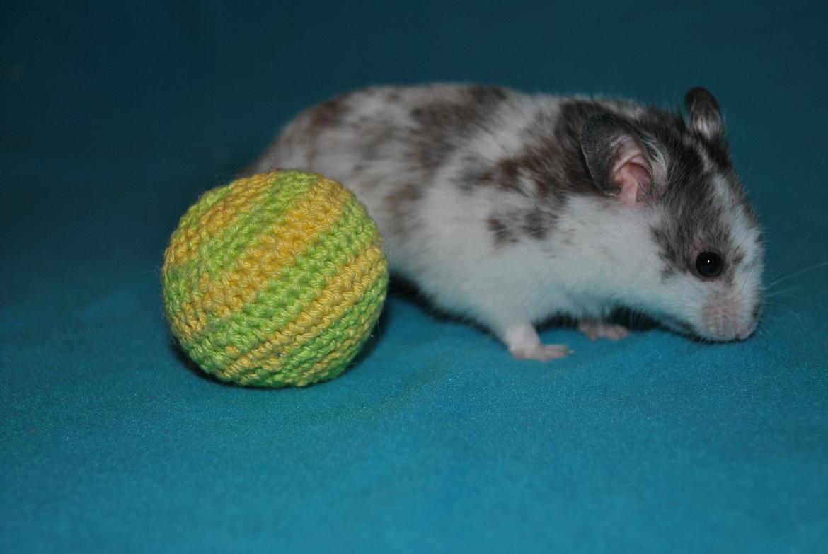 Hamster Sylvester billede 7