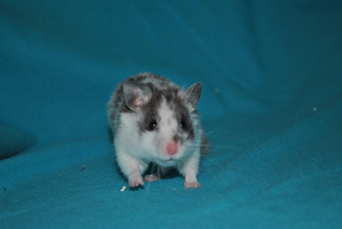 Hamster Sylvester billede 9