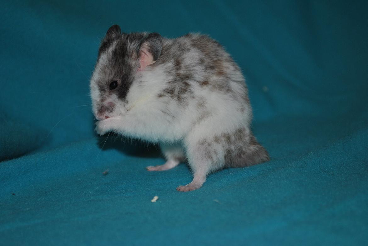 Hamster Sylvester billede 8