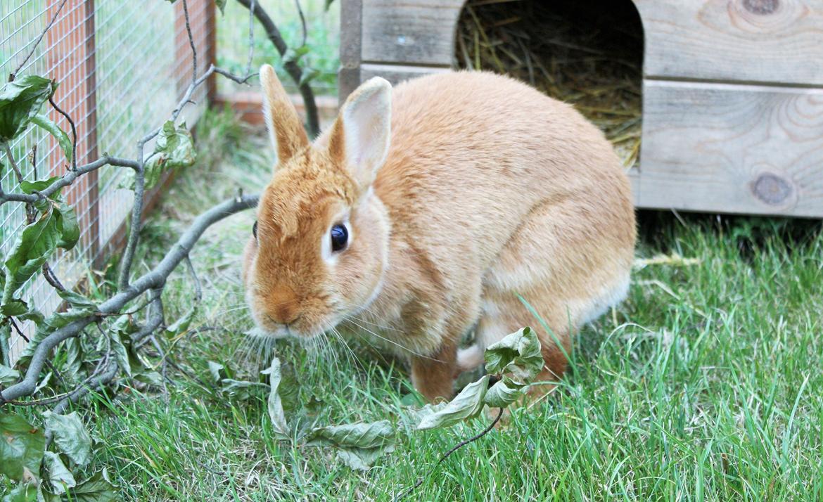 Kanin Ahrenkiels Cherry billede 1