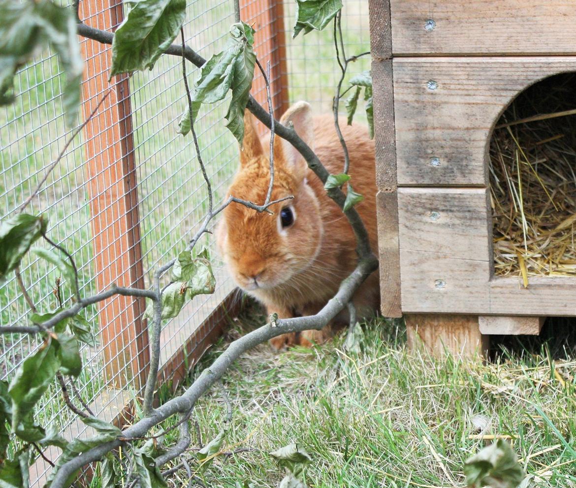 Kanin Ahrenkiels Cherry billede 3