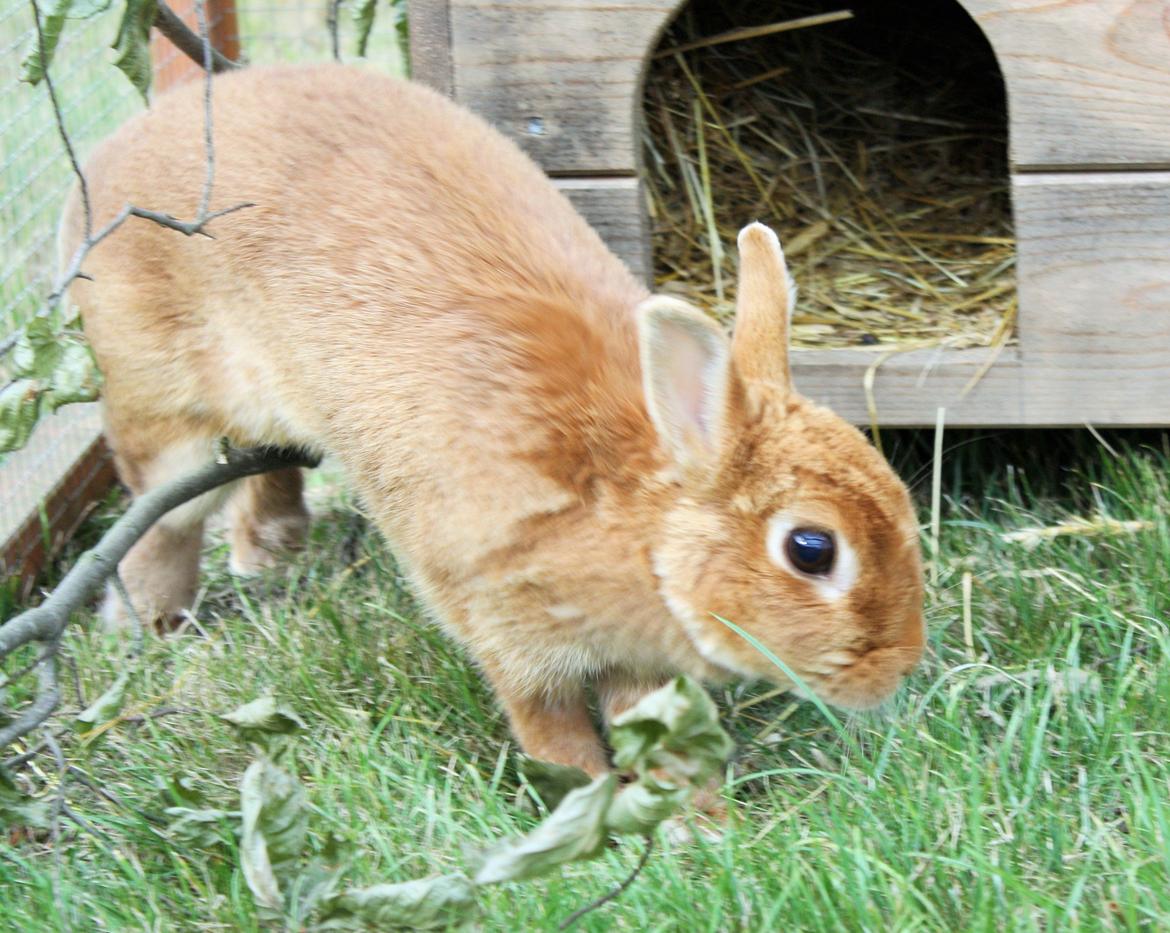 Kanin Ahrenkiels Cherry billede 4