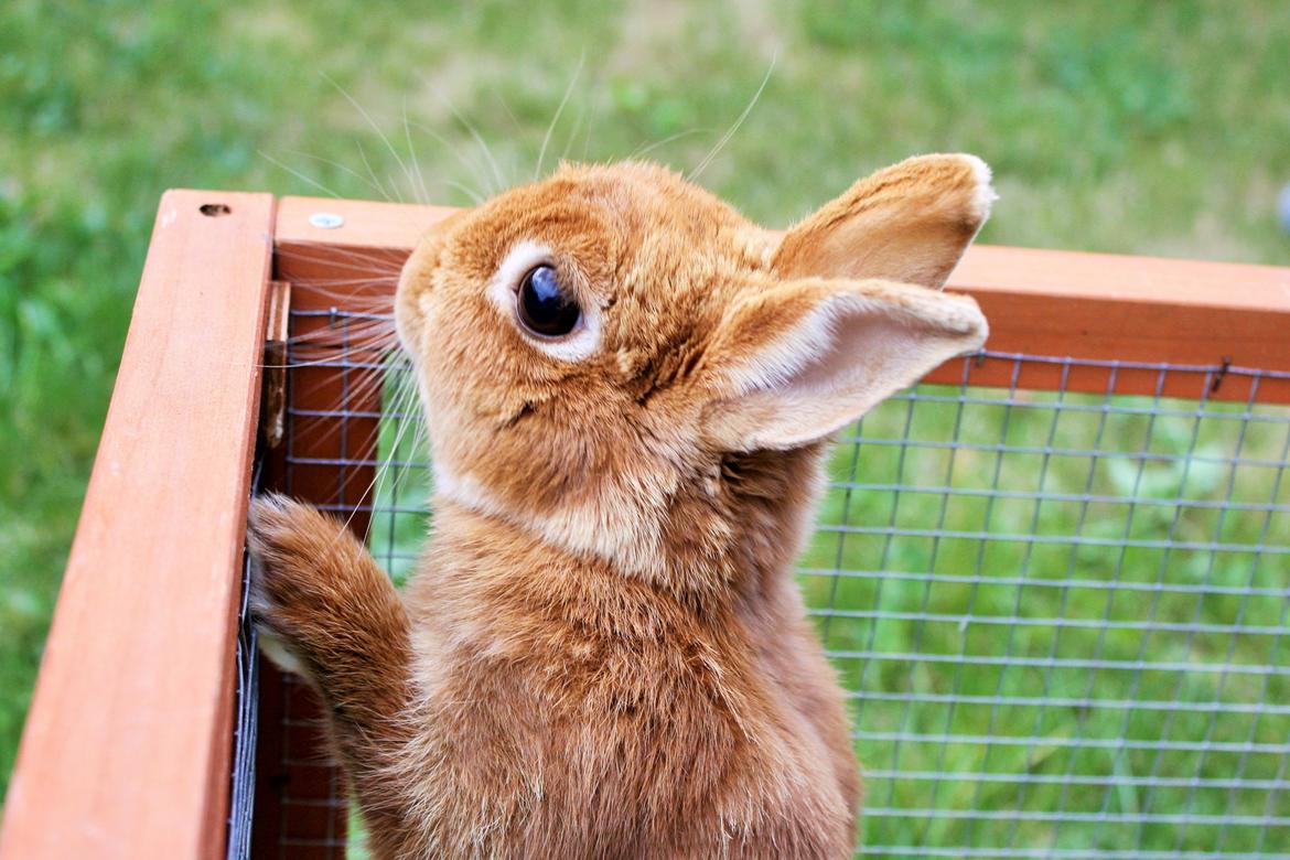 Kanin Ahrenkiels Cherry billede 2