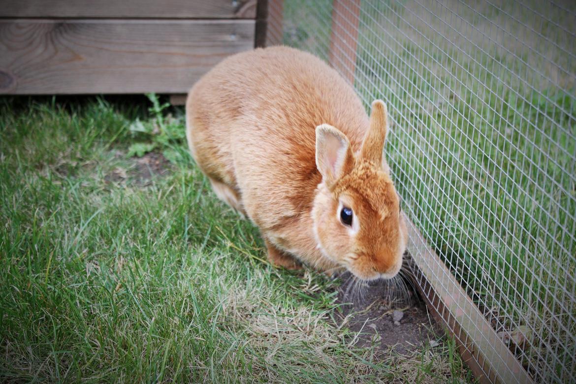 Kanin Ahrenkiels Cherry billede 6