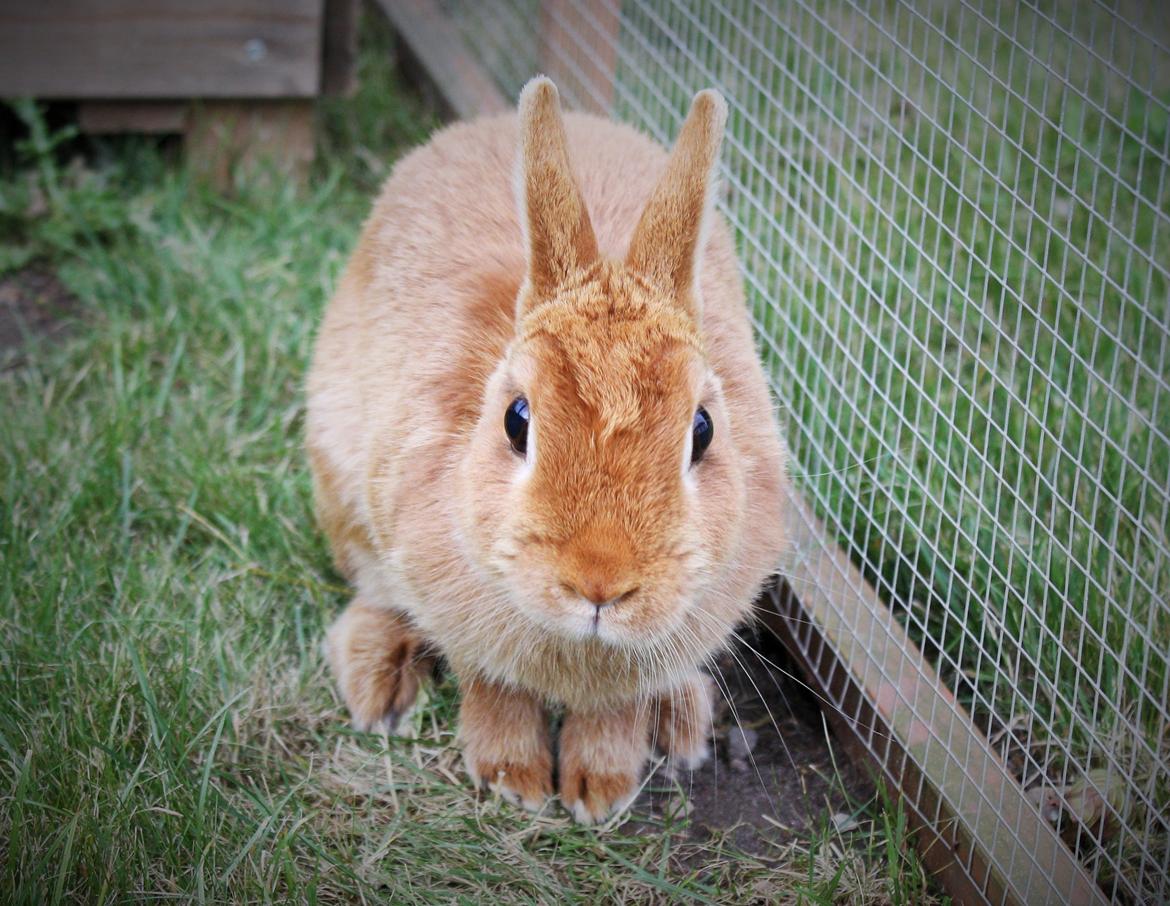 Kanin Ahrenkiels Cherry billede 7