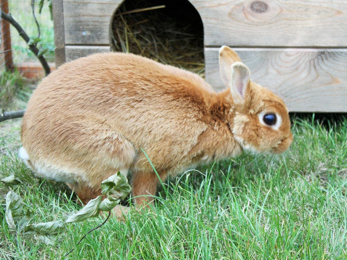 Kanin Ahrenkiels Cherry billede 5