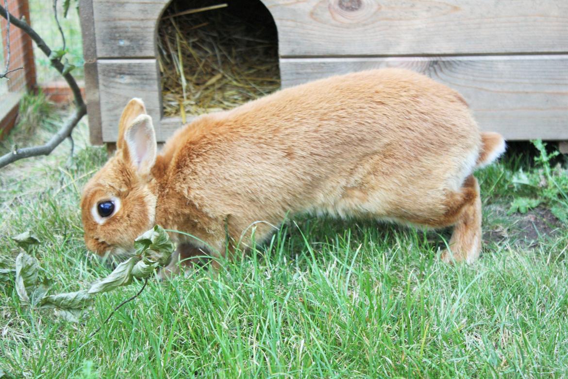 Kanin Ahrenkiels Cherry billede 12