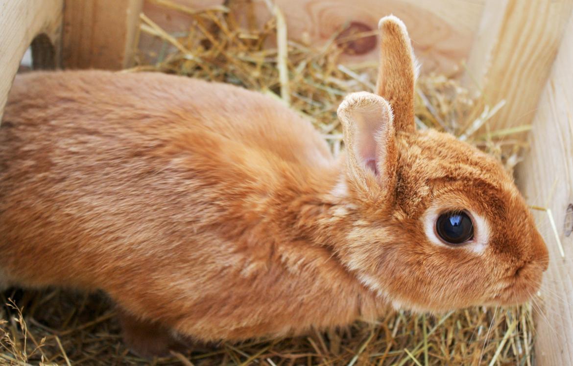 Kanin Ahrenkiels Cherry billede 13