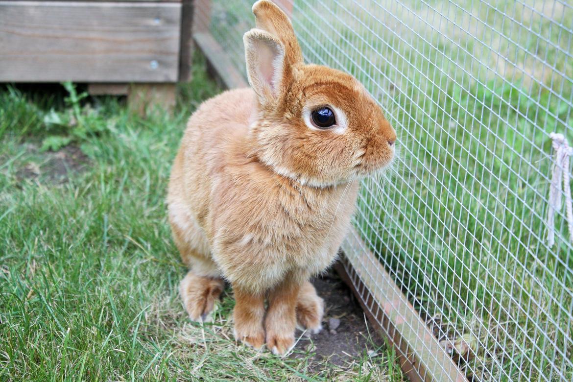 Kanin Ahrenkiels Cherry billede 9