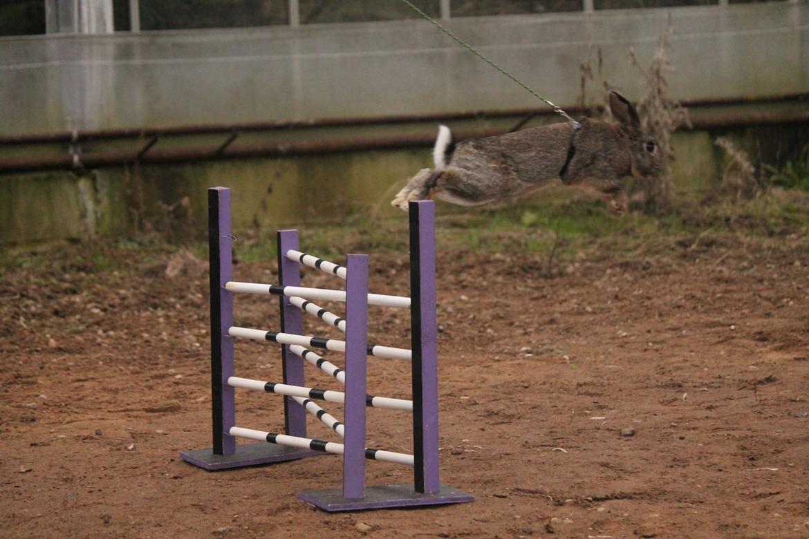 Kanin Lyngs Stand Out billede 17