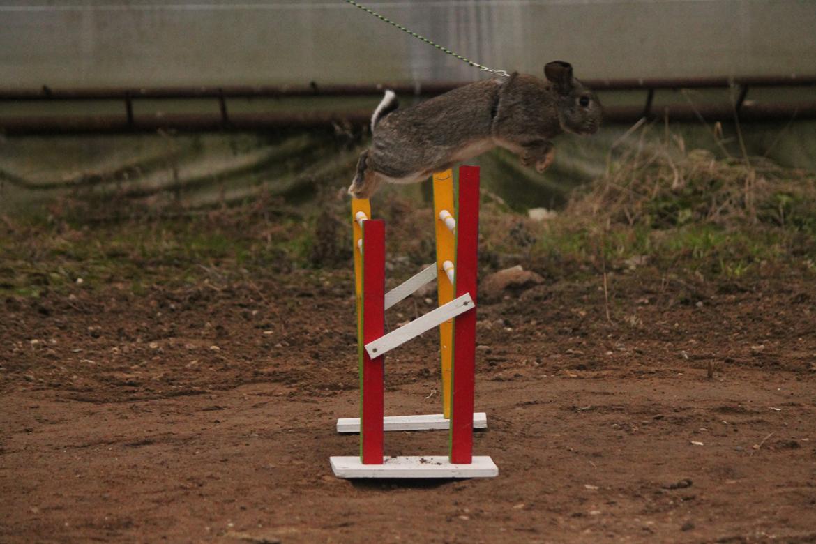 Kanin Lyngs Stand Out billede 31