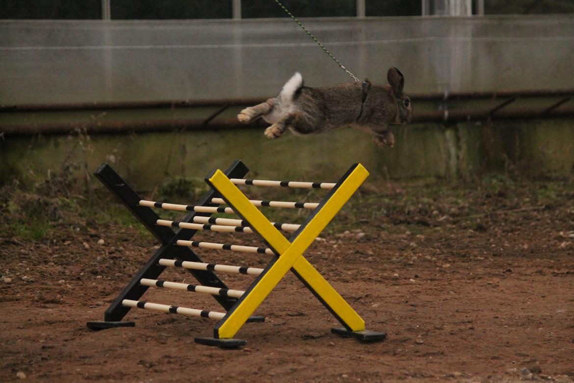 Kanin Lyngs Stand Out billede 4