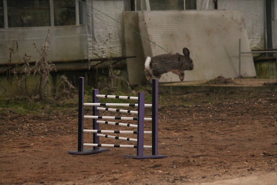 Kanin Lyngs Stand Out billede 16