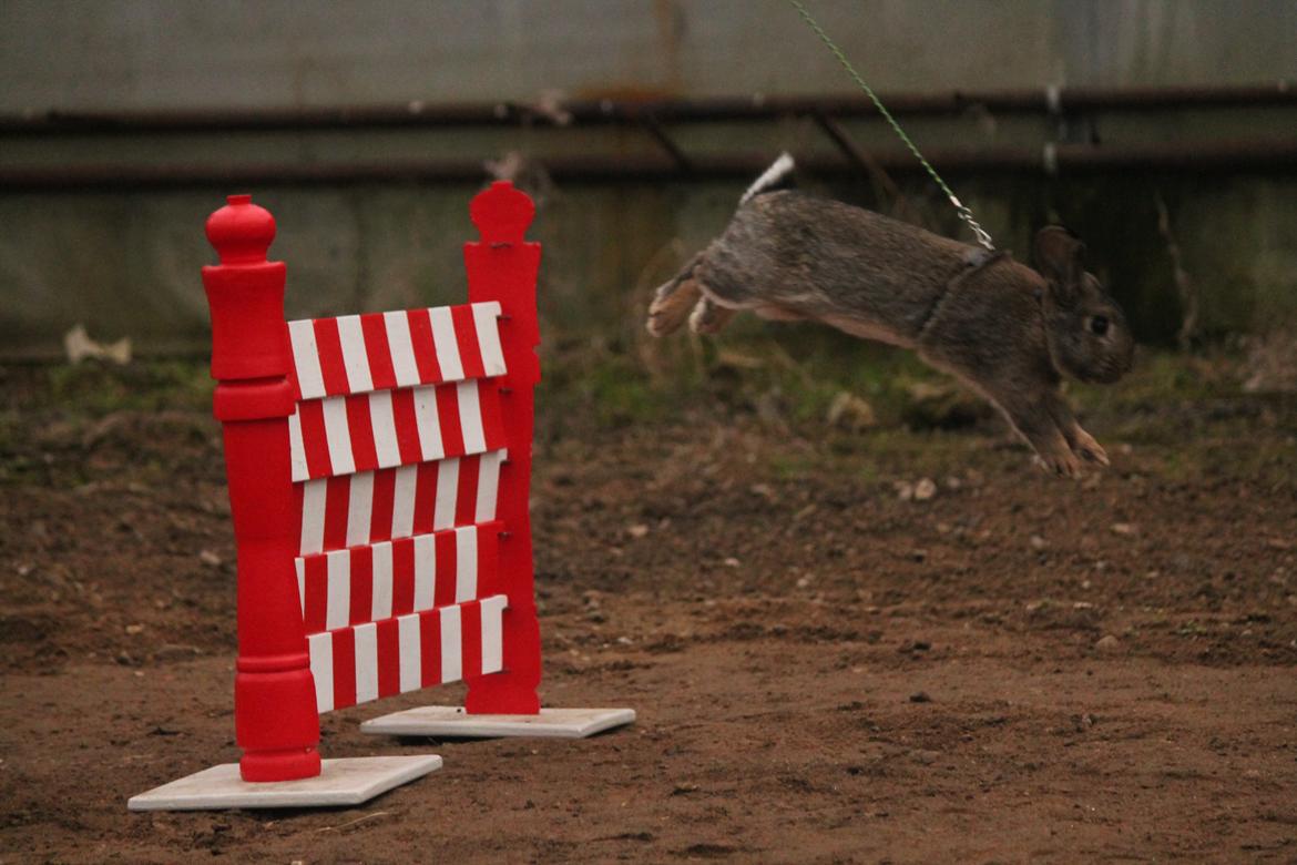 Kanin Lyngs Stand Out billede 30