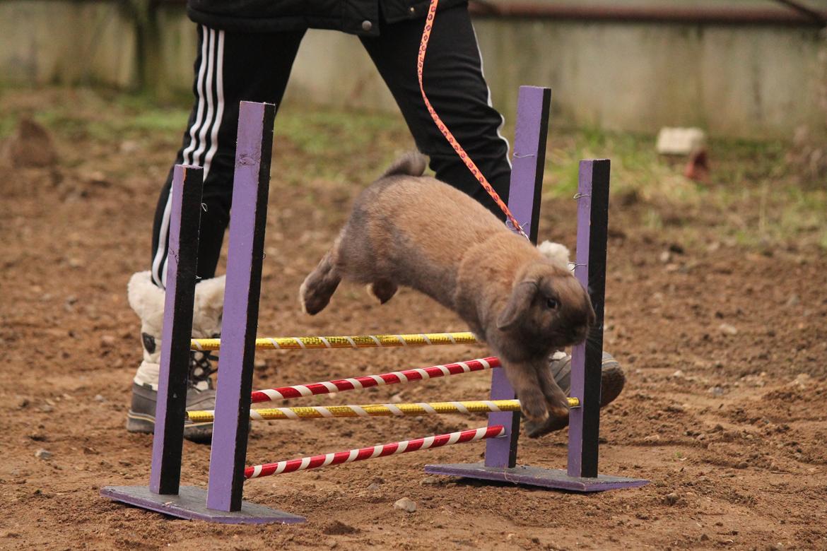 Kanin Lyngs American Eagle billede 17