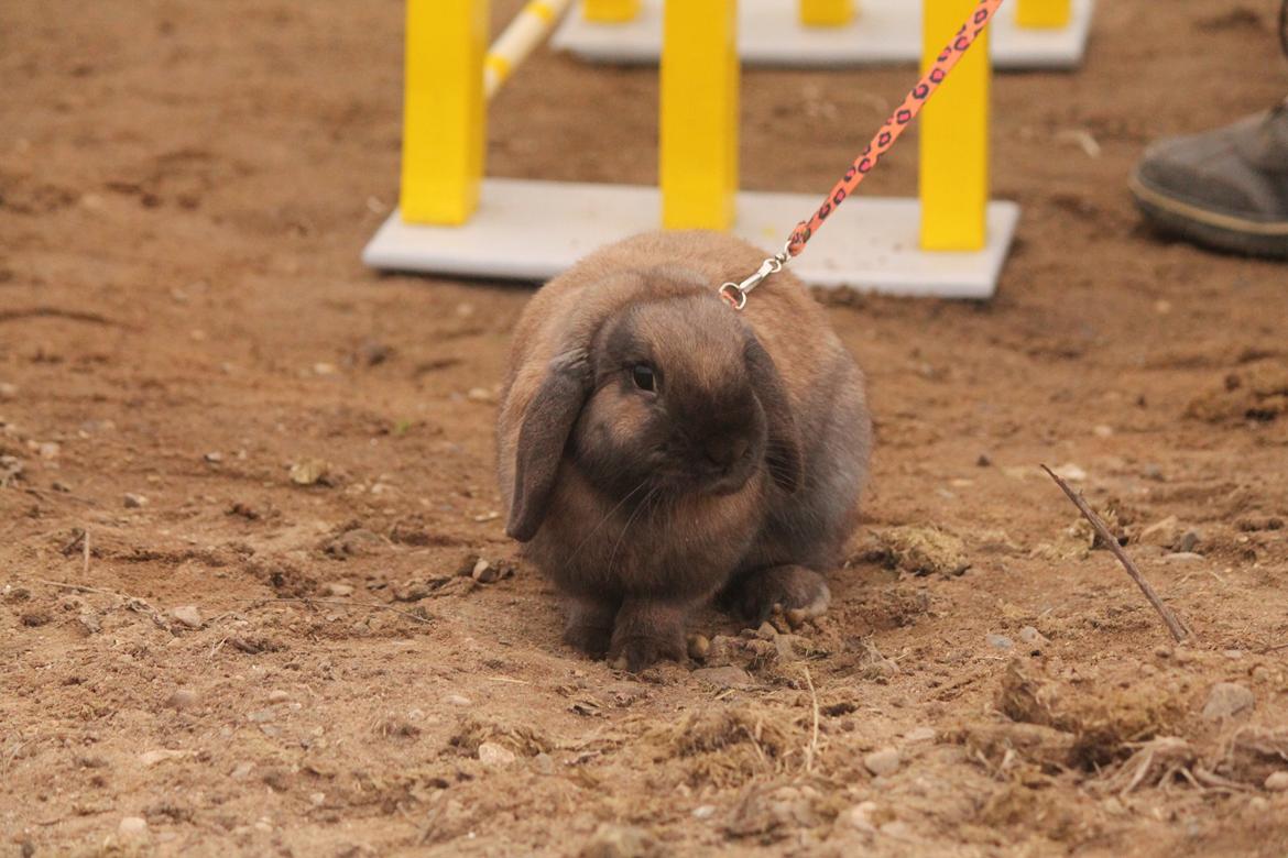 Kanin Lyngs American Eagle billede 13