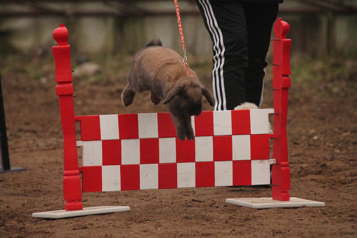 Kanin Lyngs American Eagle billede 12