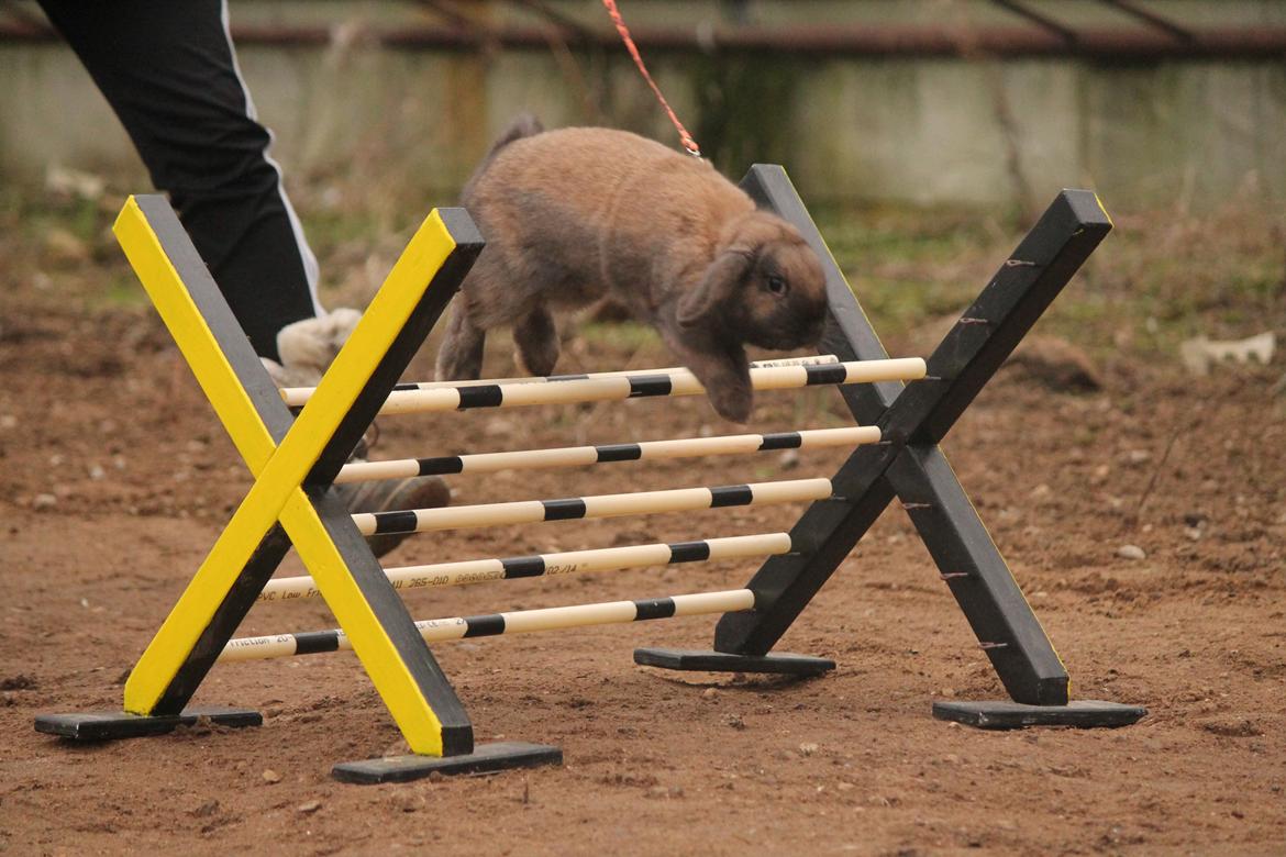 Kanin Lyngs American Eagle billede 11