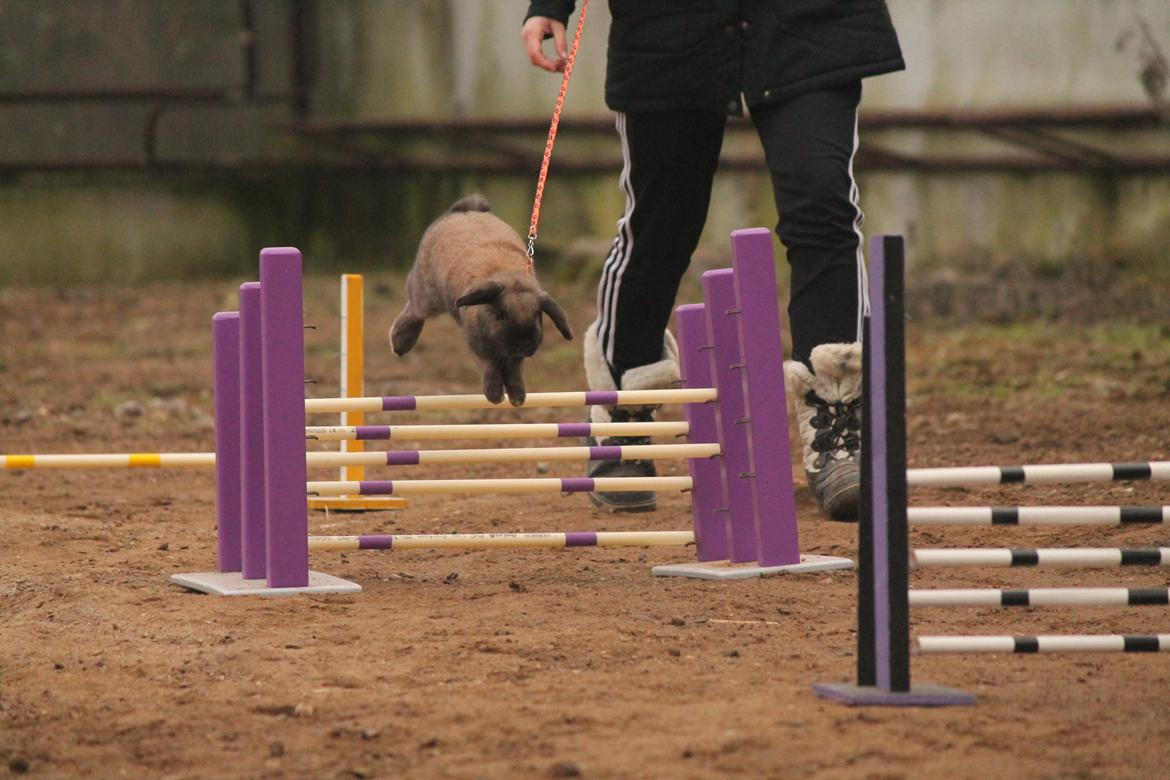 Kanin Lyngs American Eagle billede 6