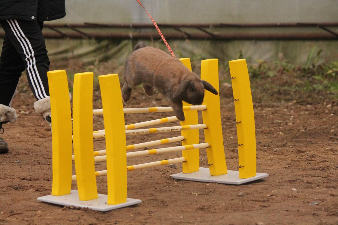 Kanin Lyngs American Eagle billede 16