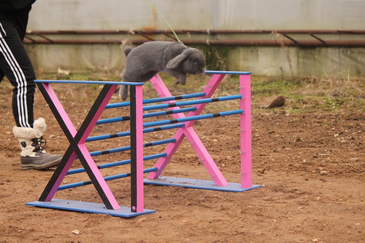 Kanin Funnys Obsessed With Me billede 3