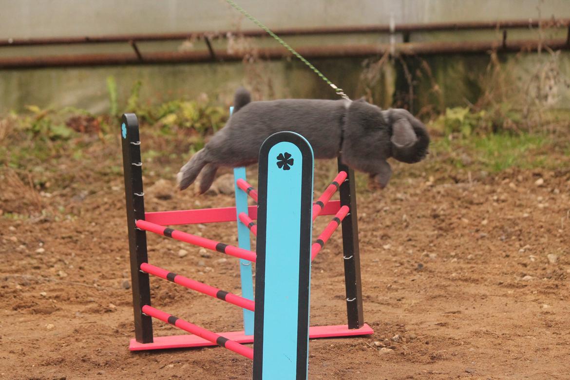 Kanin Funnys Obsessed With Me billede 11