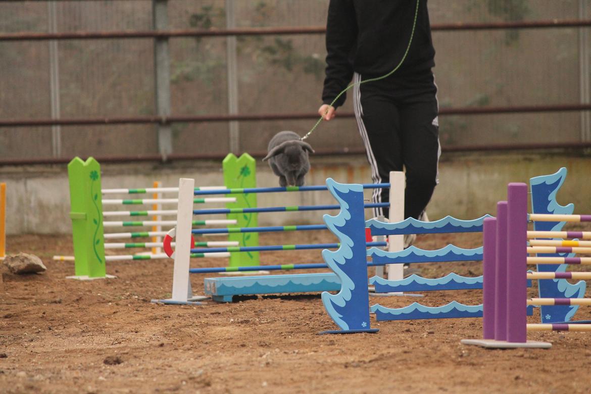 Kanin Funnys Obsessed With Me billede 12