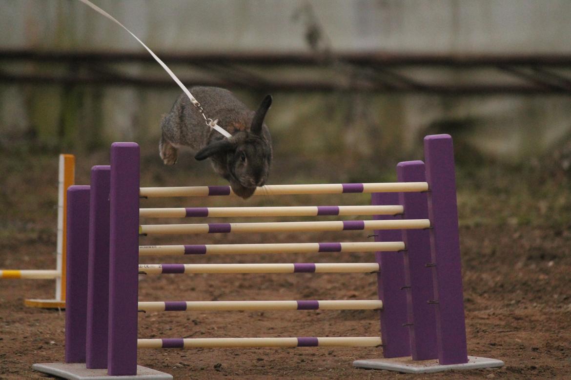 Kanin Lyngs Zero To Hero billede 1