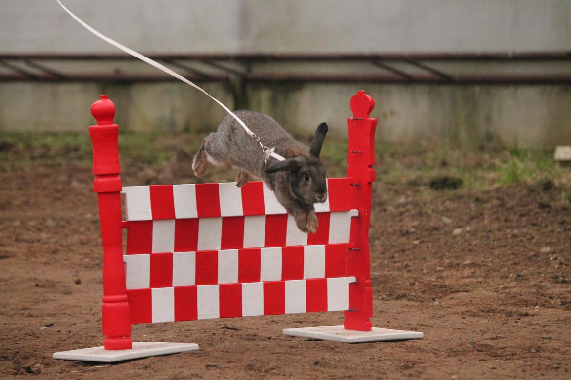 Kanin Lyngs Zero To Hero billede 2