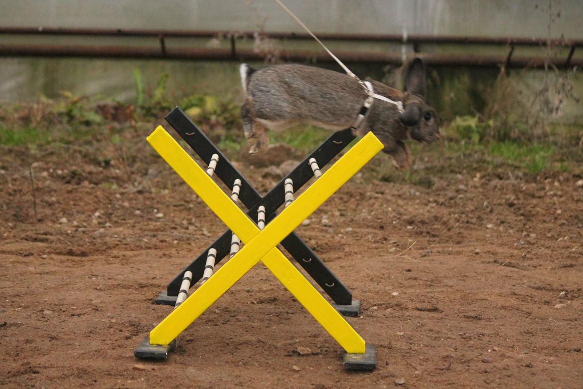 Kanin Lyngs Zero To Hero billede 3