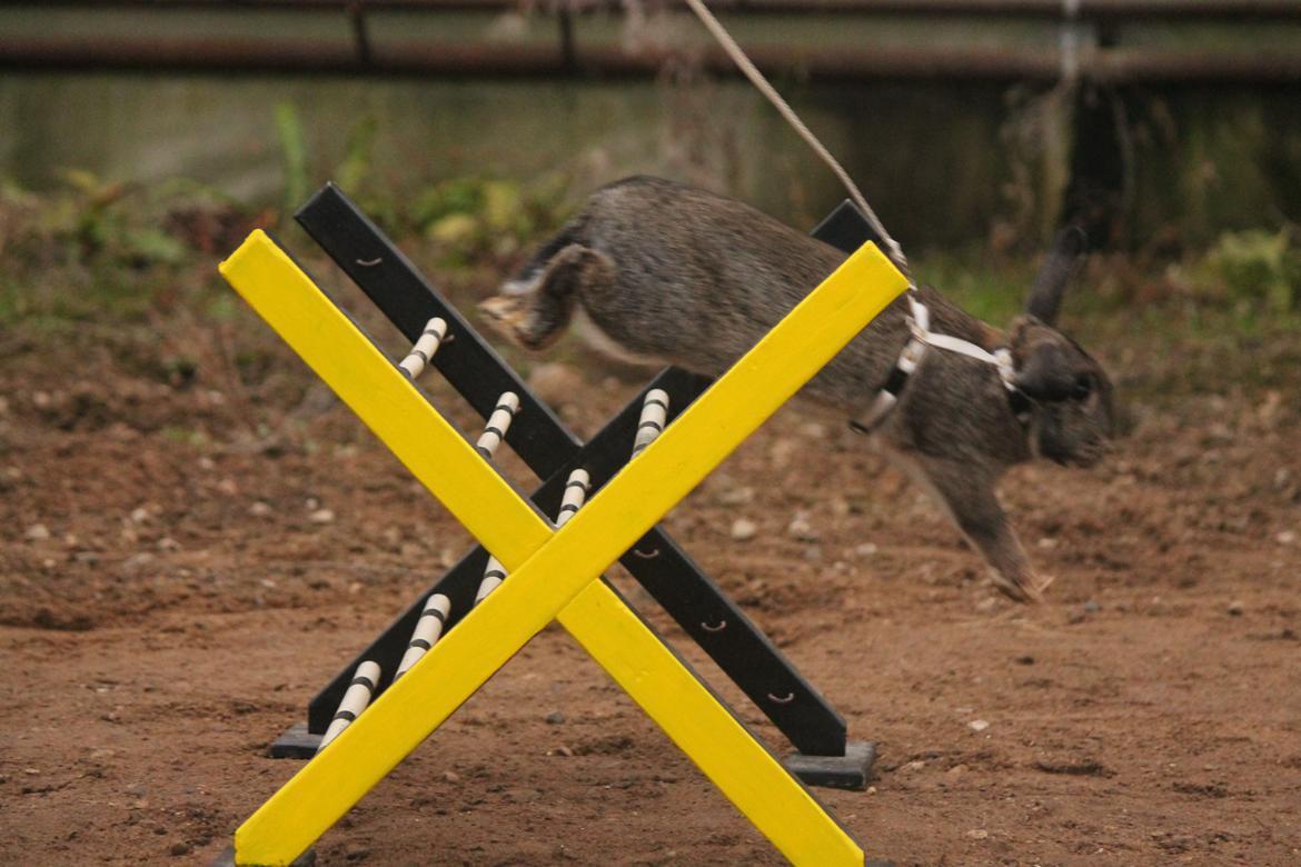 Kanin Lyngs Zero To Hero billede 7