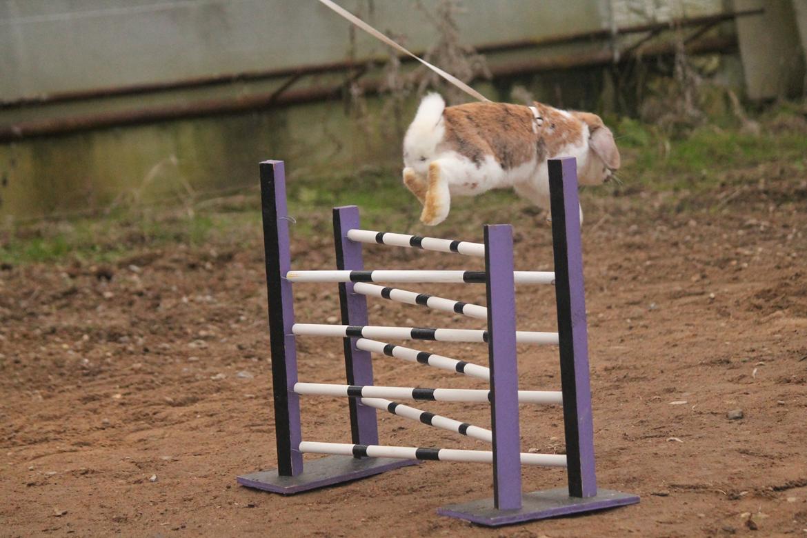 Kanin Lyngs Bootstrap billede 3