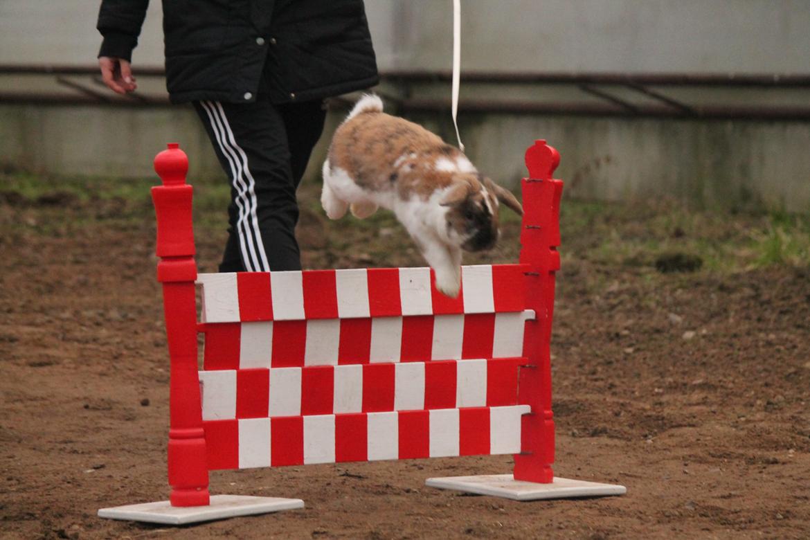 Kanin Lyngs Bootstrap billede 1