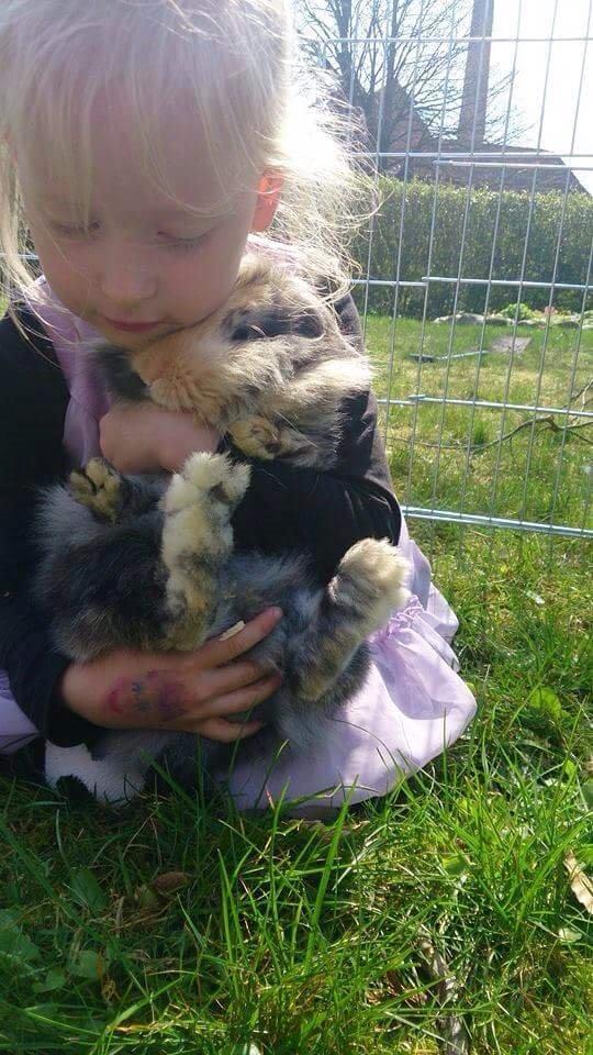 Kanin Mille billede 6