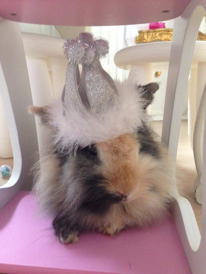 Kanin Mille billede 7