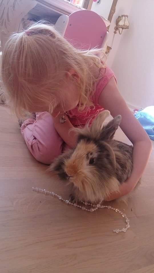 Kanin Mille billede 8