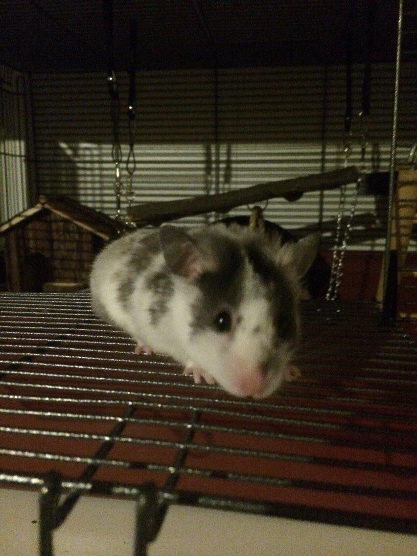 Hamster Sylvester billede 11