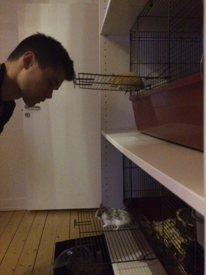 Hamster Sylvester billede 10