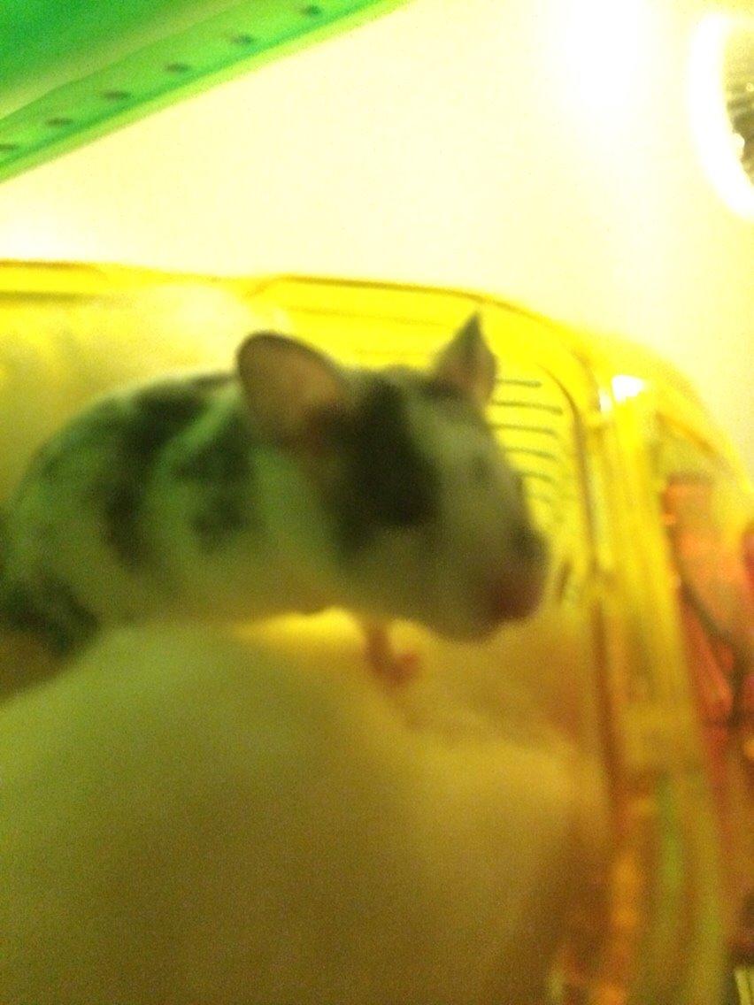 Hamster Sylvester billede 13